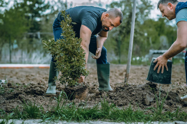 The Steps Involved in Our Tree Care Process in Cave Spring, VA